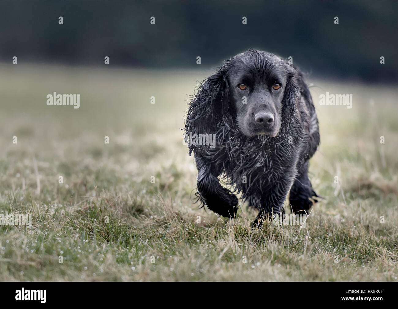 Un nero cocker spaniel a correre verso la telecamera Foto Stock