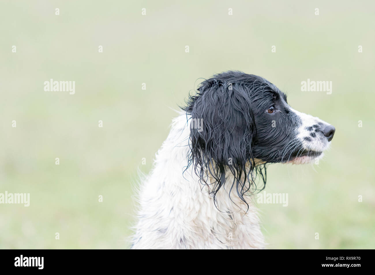 Un bianco e nero English Springer spaniel Foto Stock