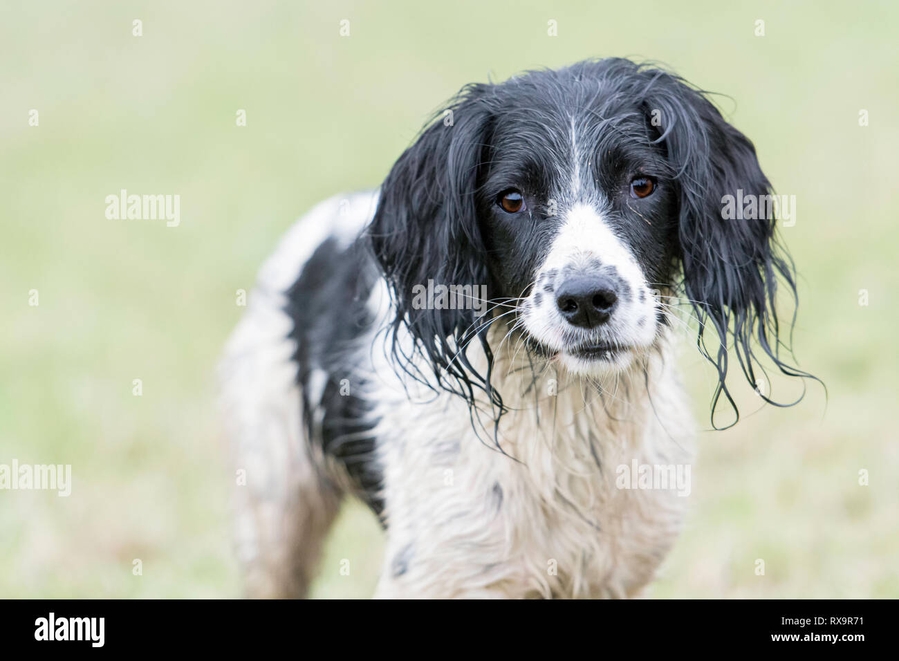 Un bianco e nero English Springer spaniel Foto Stock