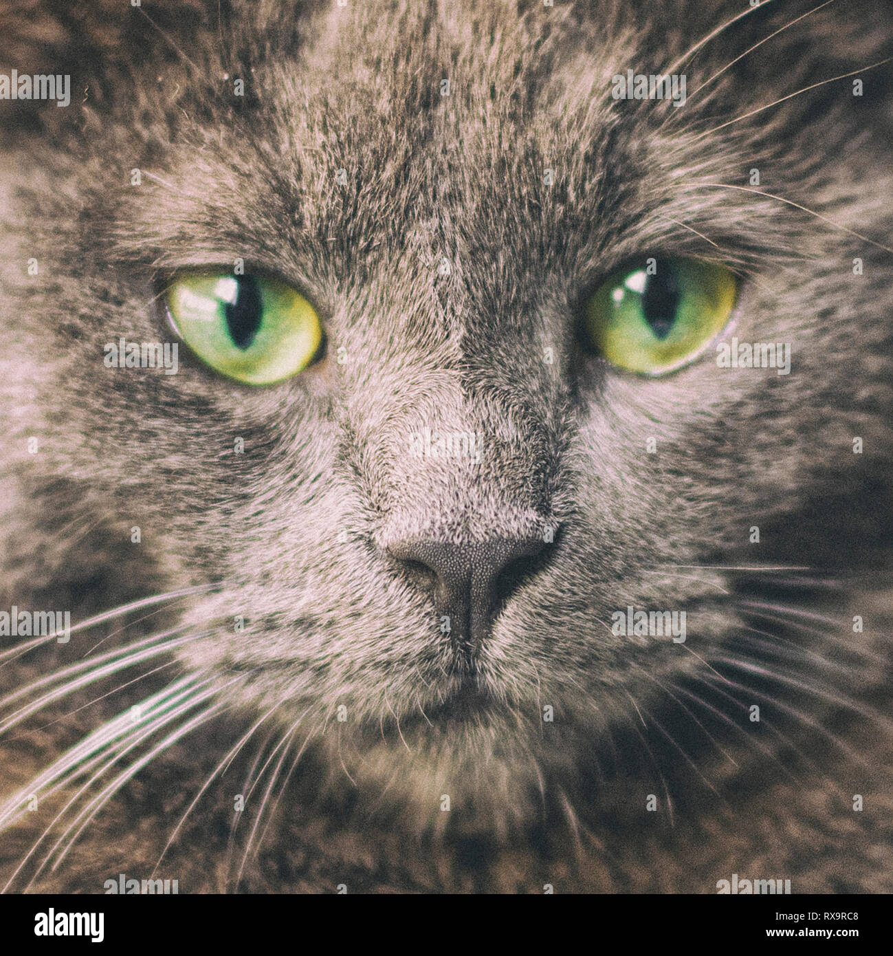Close-up ritratto di gatto grigio Foto Stock