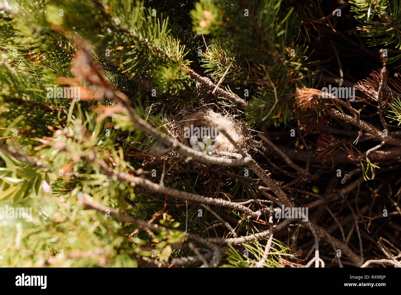 Angolo di alta vista di uccelli nidificano sugli alberi in foresta Foto Stock