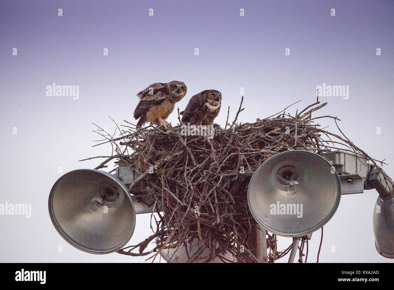 Madre grande gufo cornuto Bubo virginianus con un owlet in un nido sulla sommità di una luce post in Everglades City, Florida, Stati Uniti d'America. Foto Stock