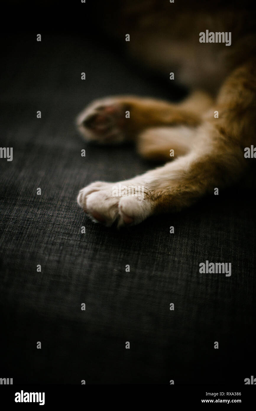 Immagine ritagliata di zenzero gatto dorme sul divano di casa Foto Stock