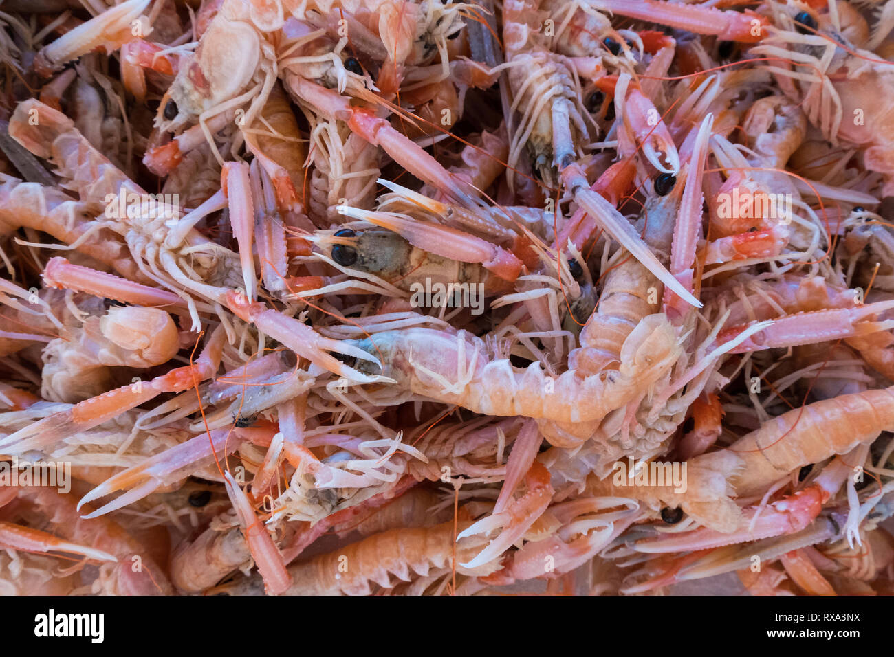 Angolo di alta vista di crudo fresco gamberi per la vendita al mercato in stallo Foto Stock