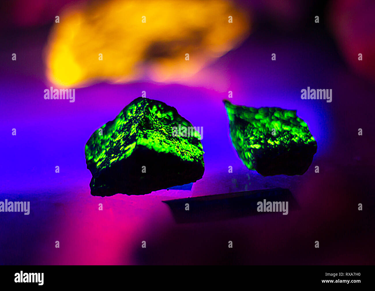 Autinite crystal, verde fluorescente e minerali radioattivi sotto luce UV a privati raccolta rock. Foto Stock