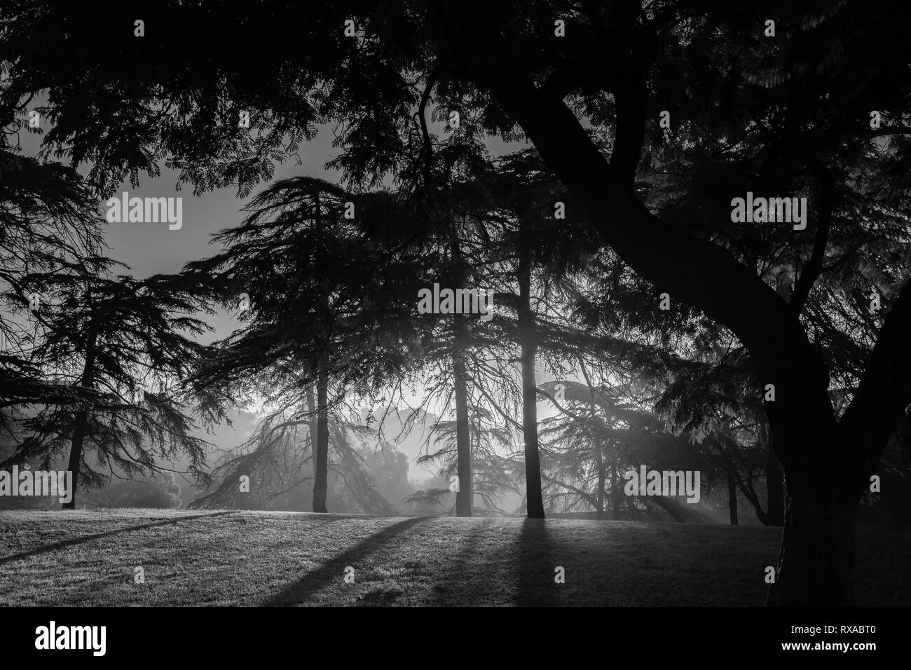 Foto in bianco e nero della foresta all'alba con i raggi del sole e le ombre Foto Stock