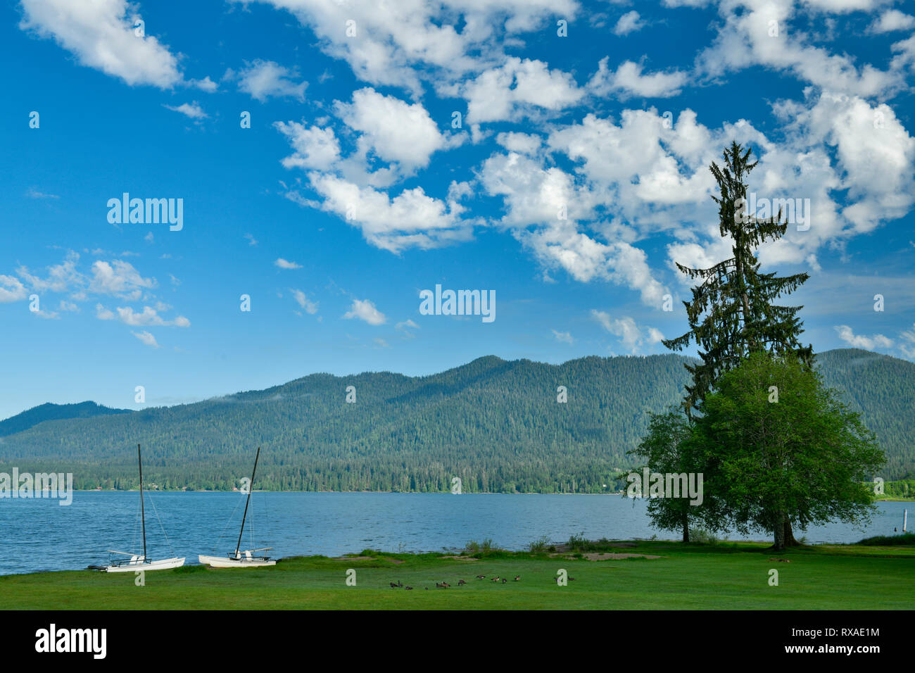 Lago Quinault, Olympic National Forest, nello Stato di Washington, USA Foto Stock