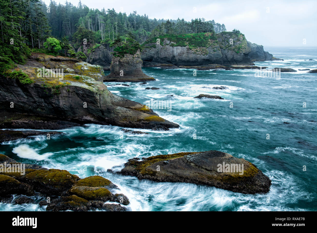 Le lusinghe del capo, Pacific Northwest, nello Stato di Washington, USA Foto Stock
