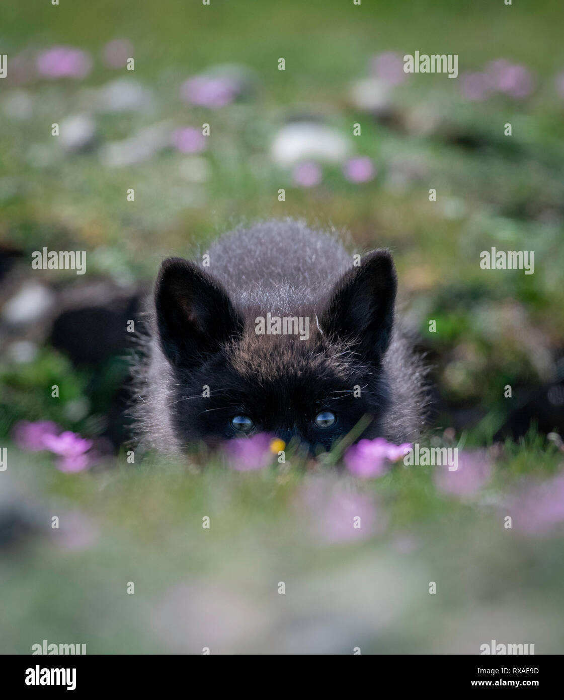 Una croce fox pup peaking fuori è den che è in un campo pieno di fiori selvatici. Fox croci sono parzialmente melanistic variante colore della volpe rossa, Vulpes vulpes. Foto Stock