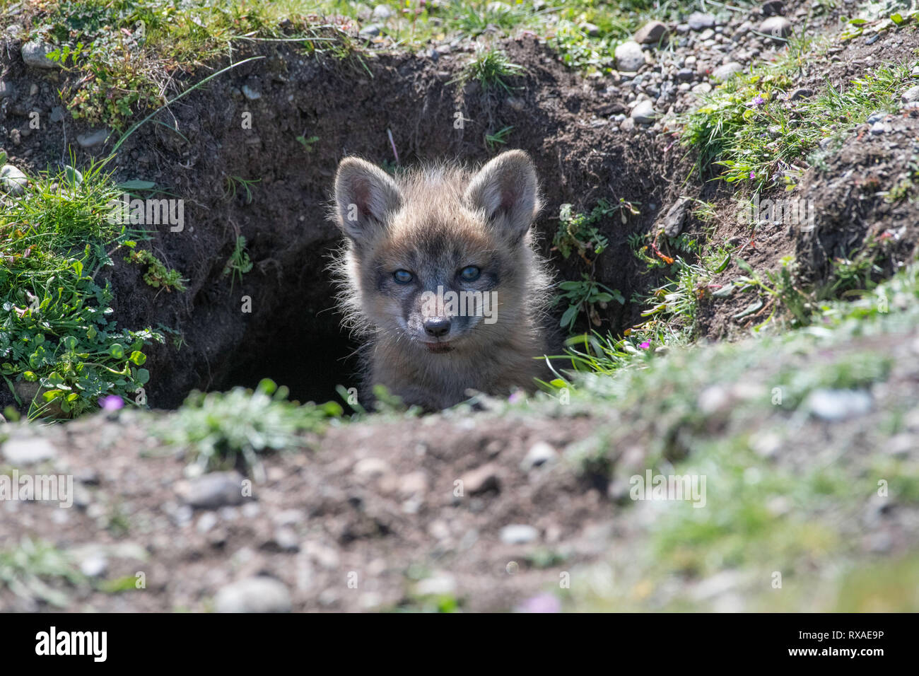 Una croce fox pup peaking fuori è den che è in un campo pieno di fiori selvatici. Fox croci sono parzialmente melanistic variante colore della volpe rossa, Vulpes vulpes. Foto Stock