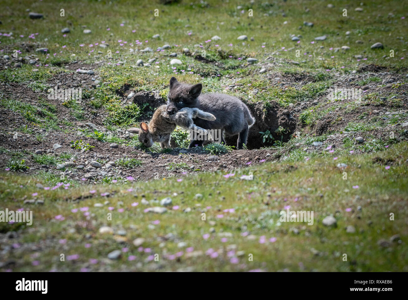 Una croce kit fox con le madri rabit catture in esso la bocca in uscita è den situato in un prato pieno di fiori selvatici; la croce Fox è un parzialmente melanistic variante colore del rosso volpe (Vulpes vulpes). Foto Stock