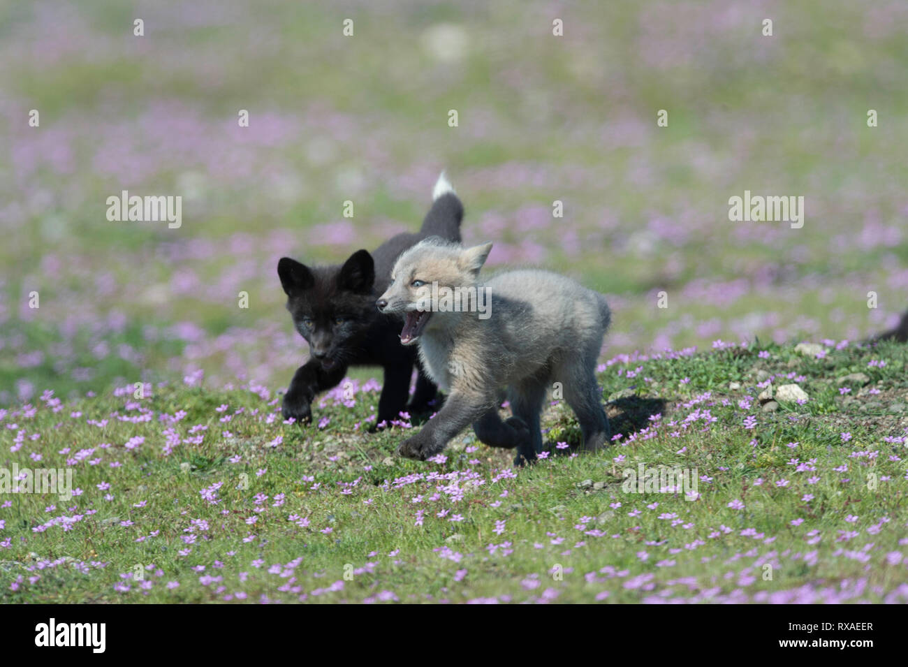 Due cross fox cuccioli, rosso volpe (Vulpes vulpes) giocando in un millefiori laiden prato Foto Stock