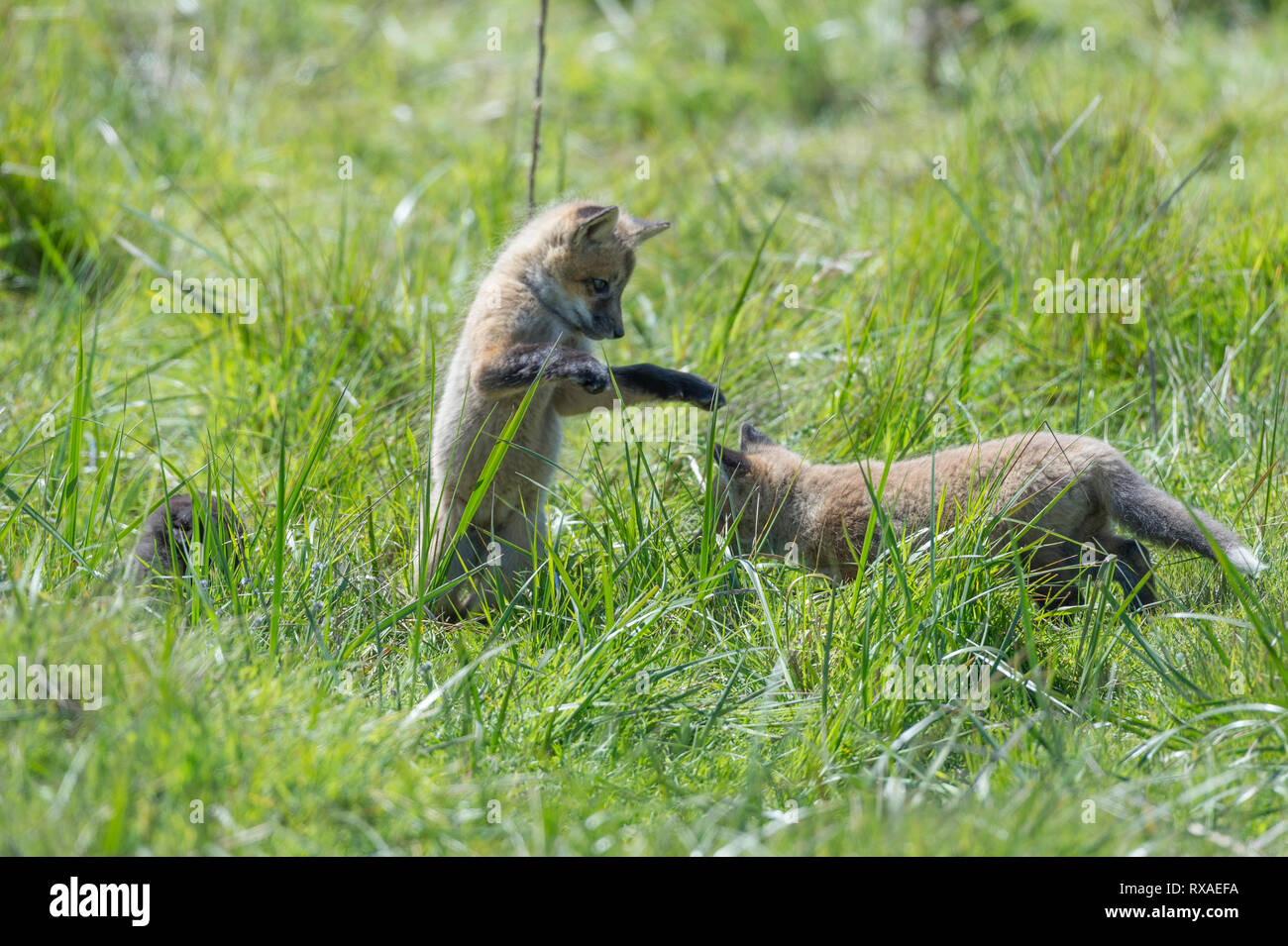 Due cross fox cuccioli, rosso volpe (Vulpes vulpes) giocando in un prato Foto Stock