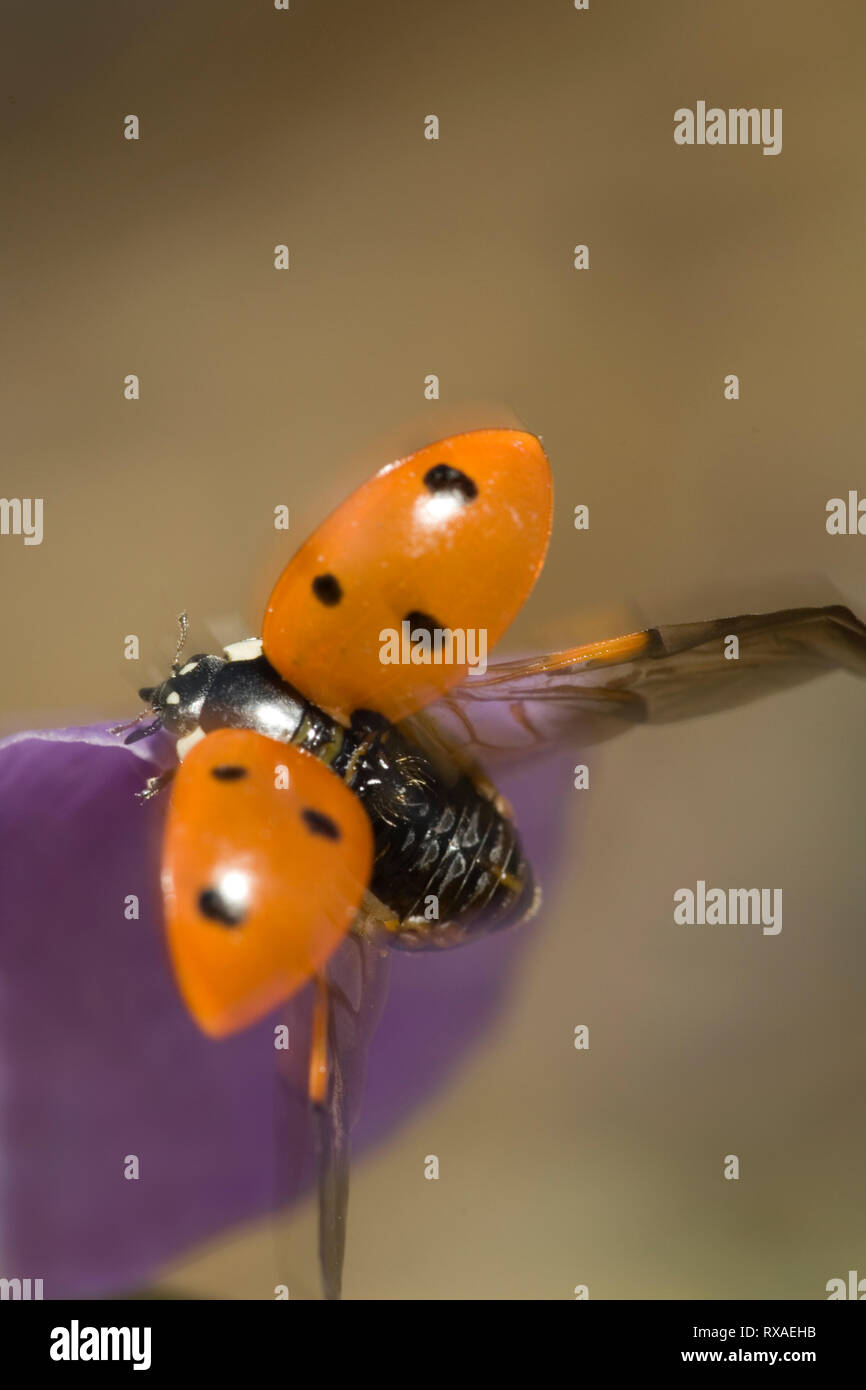 Ladybird Beetle, Coccinella semptempunctata, con ala copre sollevato, Saskatchewan, Canada Foto Stock
