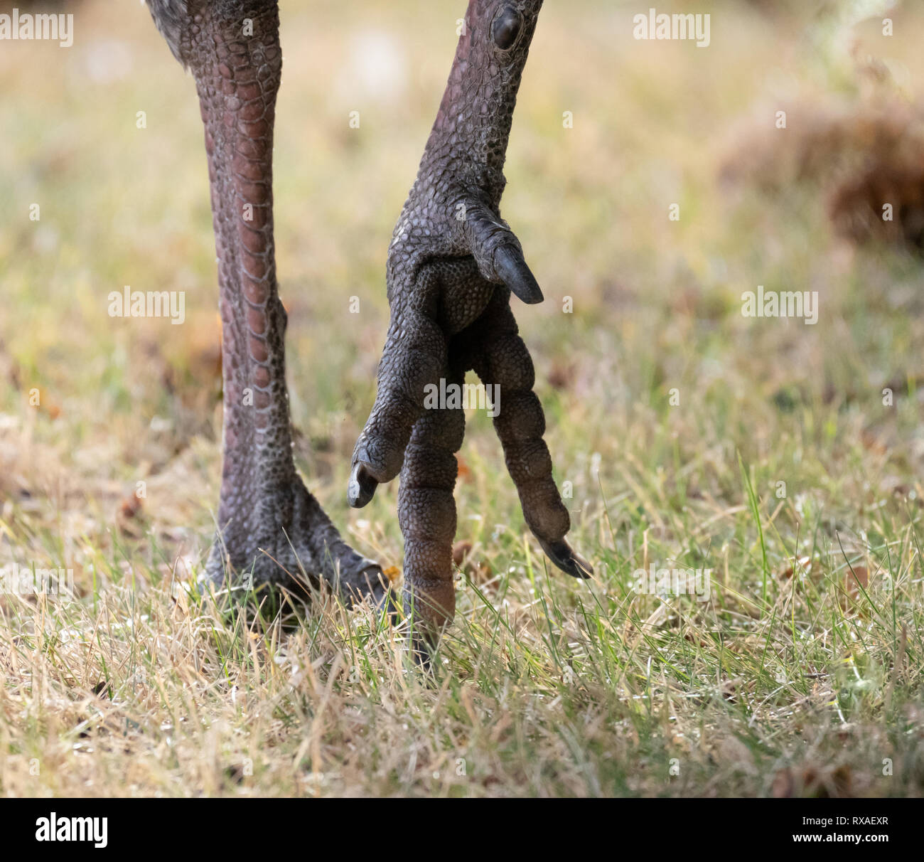 Close up della Turchia ai piedi attraverso erba secca, fotografato da dietro. Le gambe e i piedi hanno una texture in scala. Foto Stock