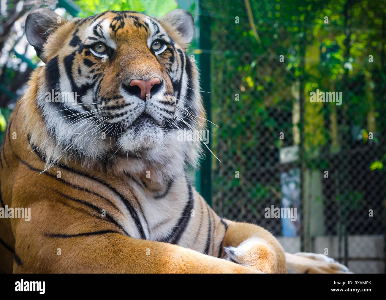 Grande tigre maschio che stabilisce e guardando in lontananza nel regno della tigre. Situato a nord di Chiang Mai, Thailandia. Foto Stock