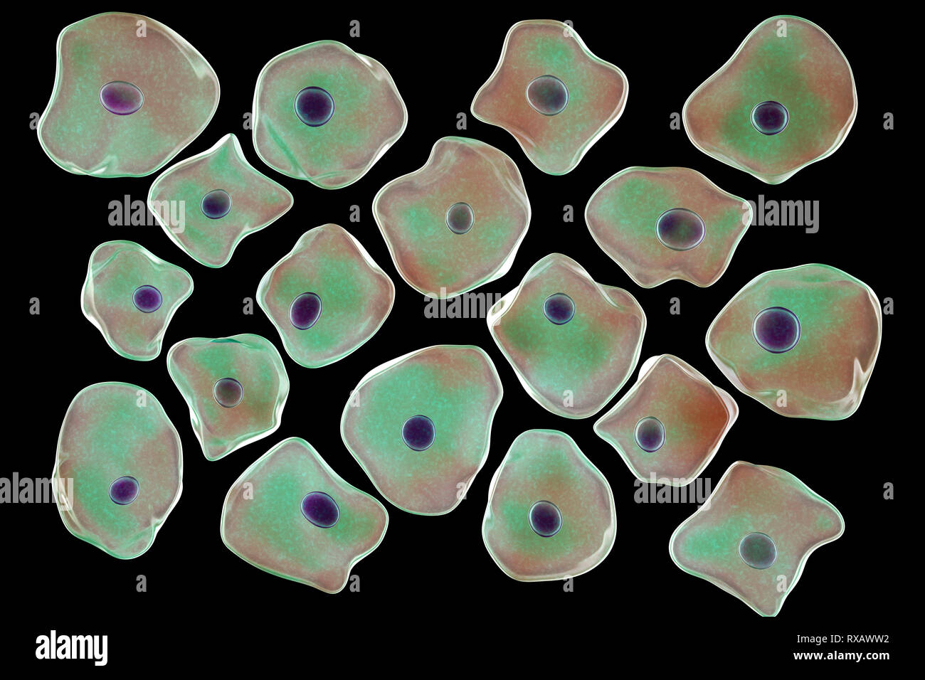 Epitelio squamoso cellule, illustrazione Foto Stock