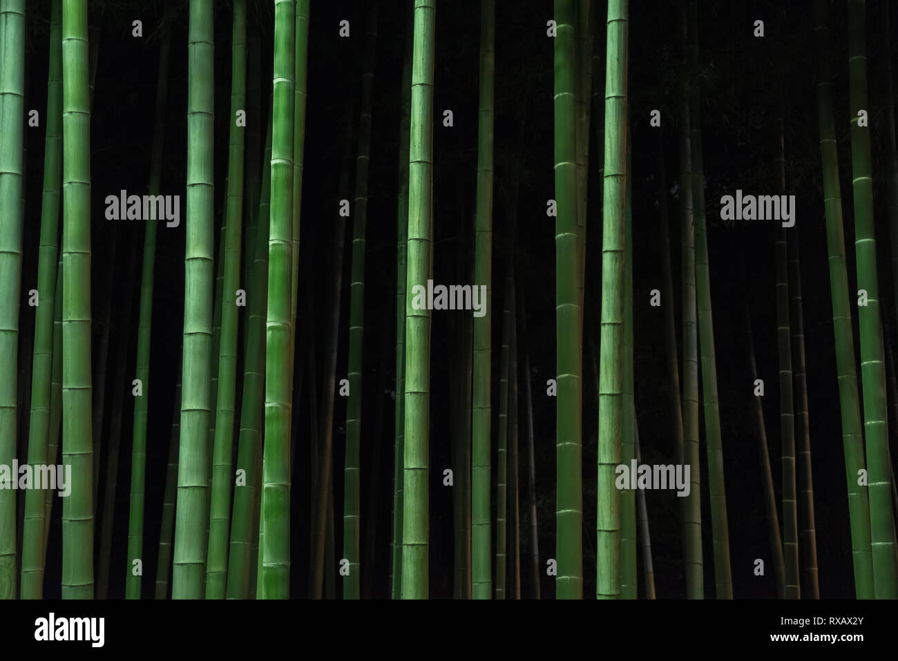 Gli alberi di bambù crescenti nella foresta di notte Foto Stock
