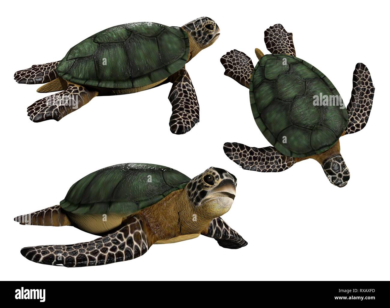 Le tartarughe di mare, illustrazione Foto Stock