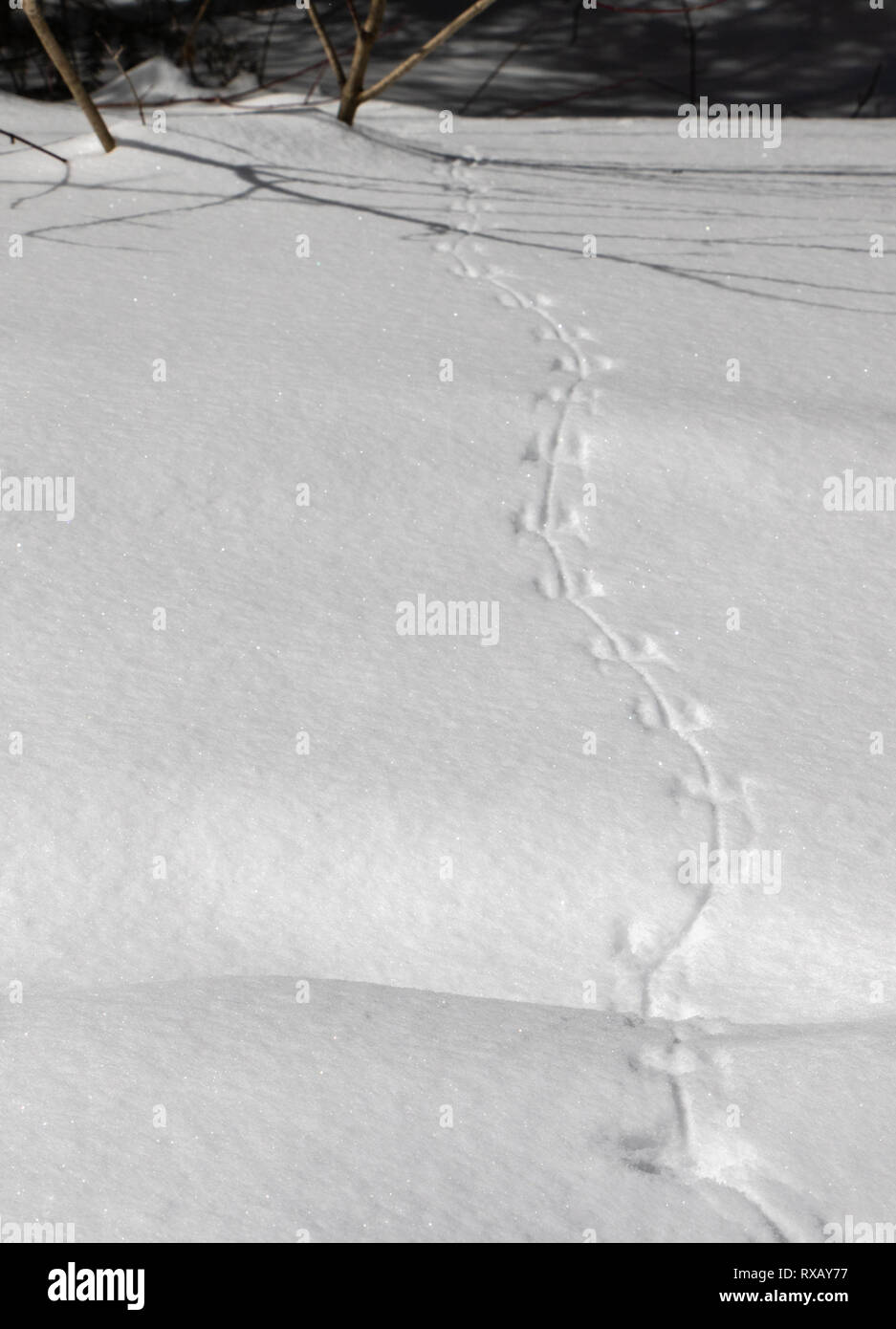 Le tracce degli animali attraverso un bosco innevato Foto Stock