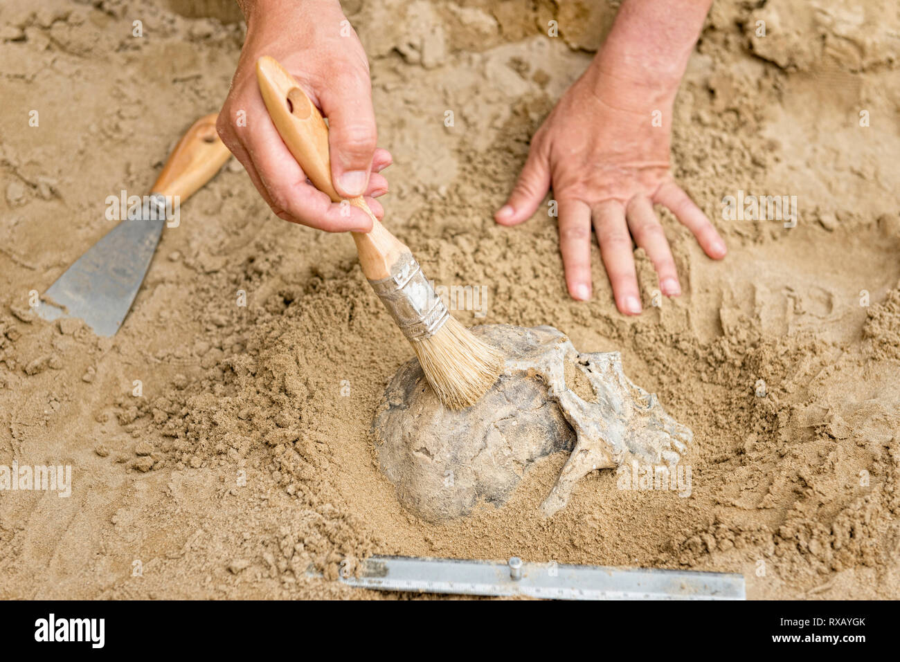 Archeologo lo scavo di un cranio Foto Stock