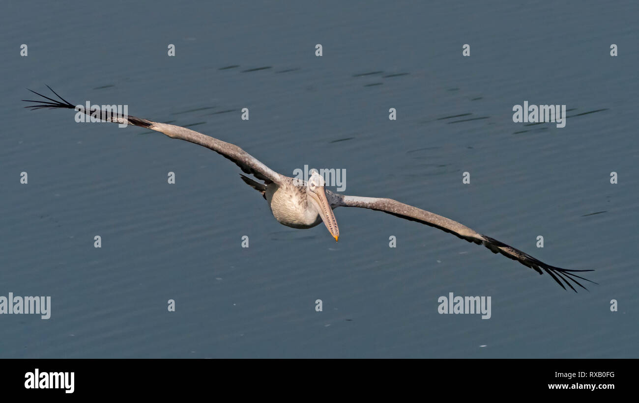 Spot-fatturati Pelican in volo (Pelecanus philippensis) Foto Stock