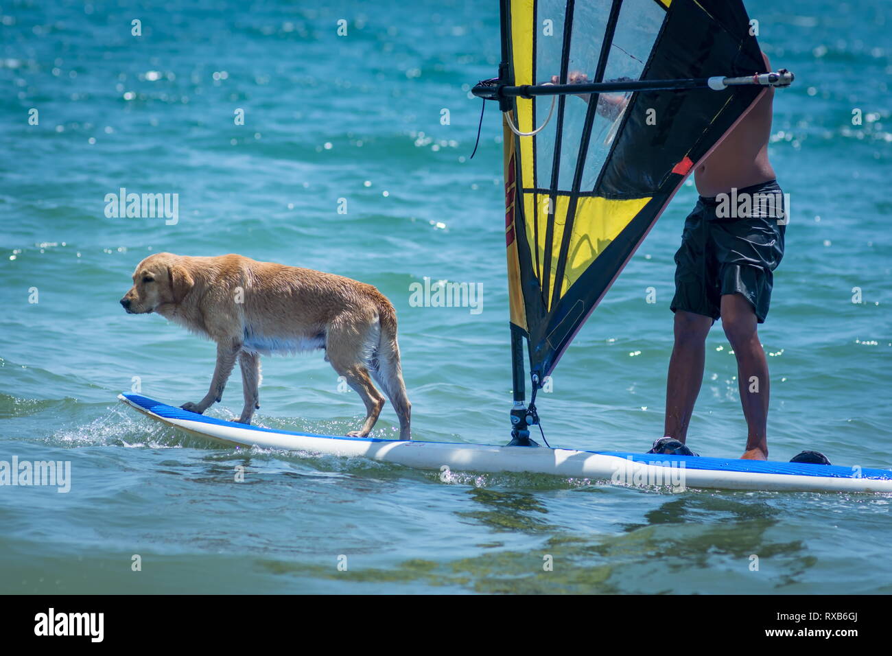 Windsurf surf cane cane su un windsurf tavola da surf Foto Stock