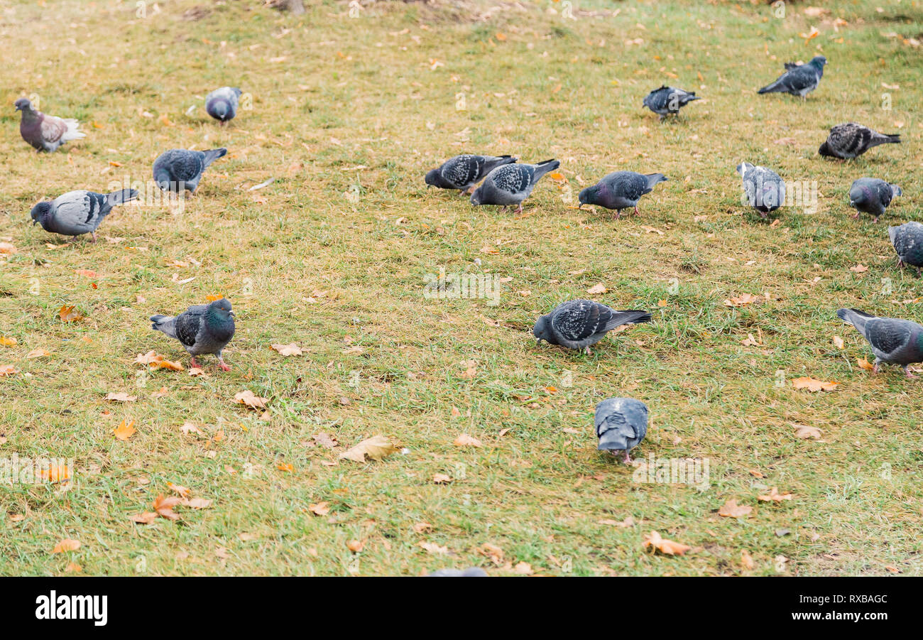 I nostri amici di penna. Piccioni grigio sul prato verde. Gli uccelli di piccione sul prato in estate. Gregge di piccioni selvatici. Rock colombe. Colomba uccello è simbolo di pace Foto Stock