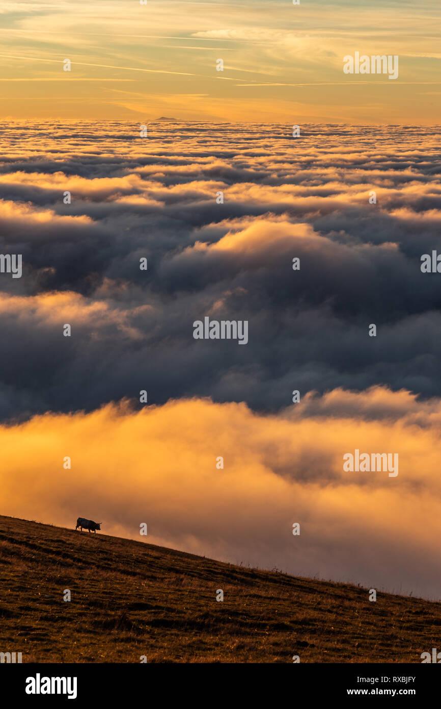 Mucca su una montagna sopra un mare di nebbia al tramonto, con bei colori caldi Foto Stock