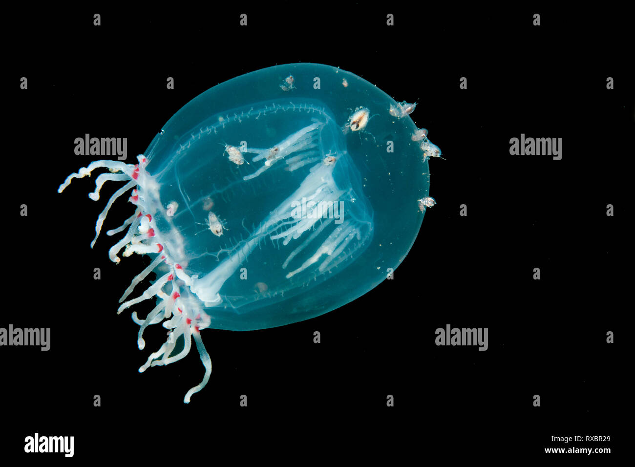 Occhi rossi medusa medusa con autostop amphipods, Polyorchis pencillatus, passaggio di doratura, British Columbia, Canada Foto Stock