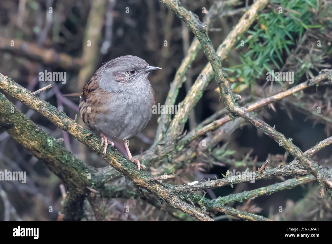 A chiudere il ritratto di dunnock hedge sparrow appollaiato su un ramo in una bussola cercando di destra Foto Stock