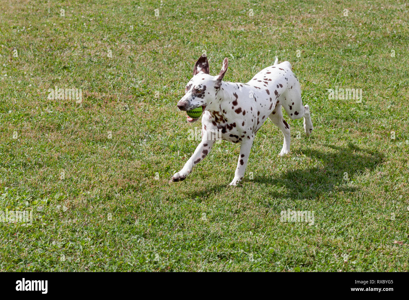 Grazioso cucciolo dalmata sta giocando con una piccola sfera. Giocattoli del cane. Gli animali da compagnia. Cane di razza. Foto Stock