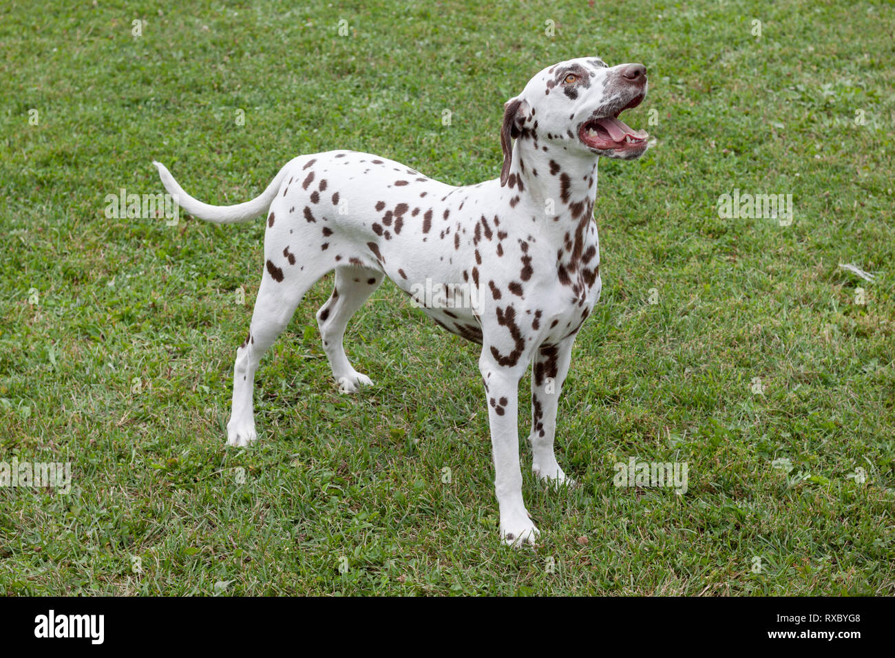 Grazioso cucciolo dalmata è in piedi su un prato verde. Gli animali da compagnia. Cane di razza. Foto Stock