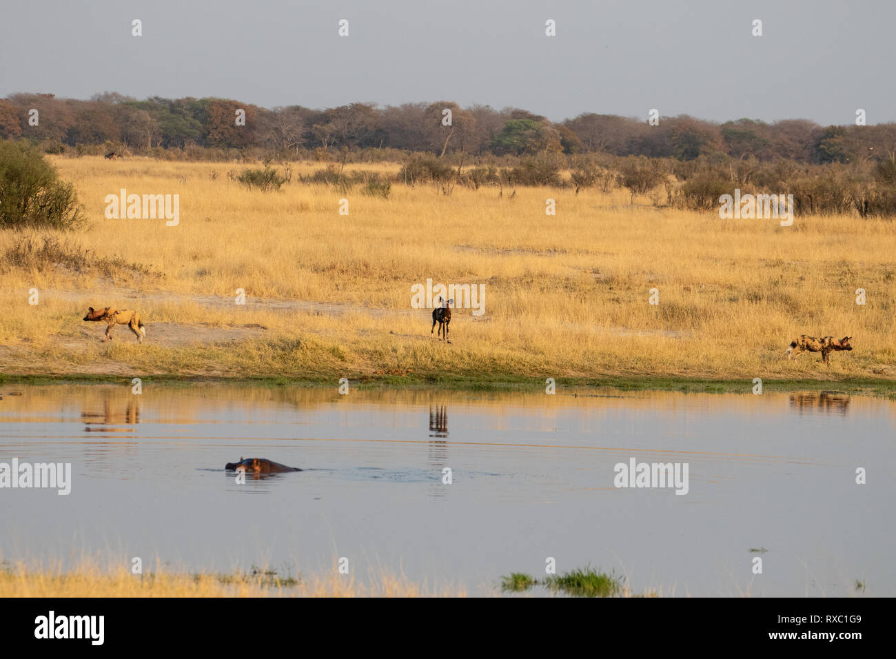 Un piccolo pacco di 3 cani selvatici bere e occhiatura fino alcuni ippopotami dopo il successo della caccia nel Parco Nazionale di Hwange, Zimbabwe Foto Stock