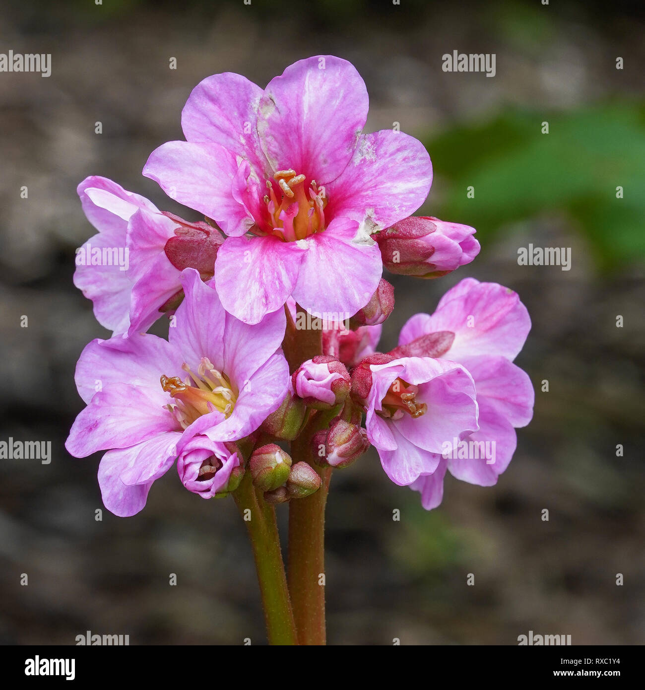 Bergenia Bergenia (ibrido), in prossimità della testa di fiori Foto Stock