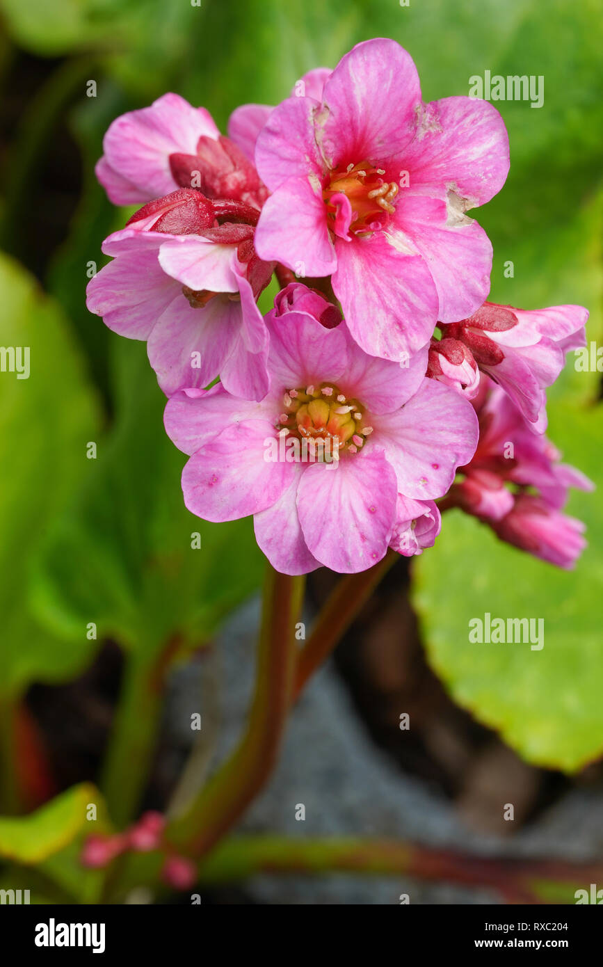 Bergenia Bergenia (ibrido), in prossimità della testa di fiori Foto Stock