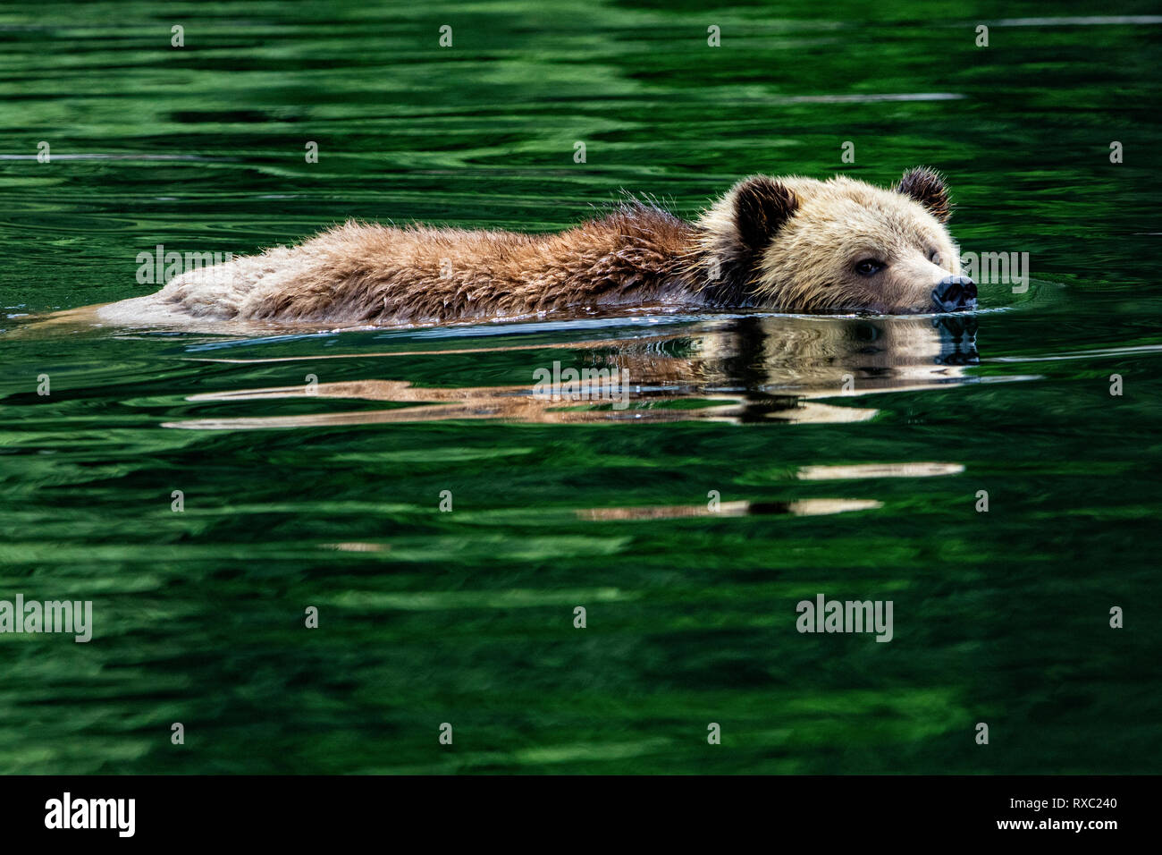 Orso grizzly nuoto, Cavaliere ingresso, Prime Nazioni Territorio, British Columbia, Canada Foto Stock