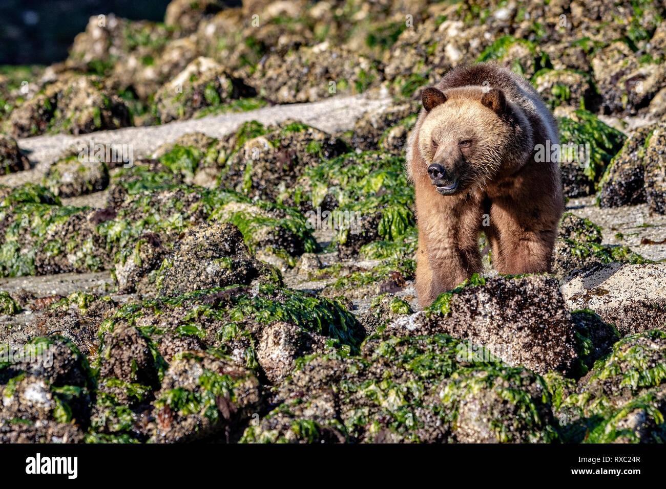 Orso grizzly foraggio a bassa marea lungo il tideline in ingresso del cavaliere, Prime Nazioni Territorio, British Columbia, Canada Foto Stock