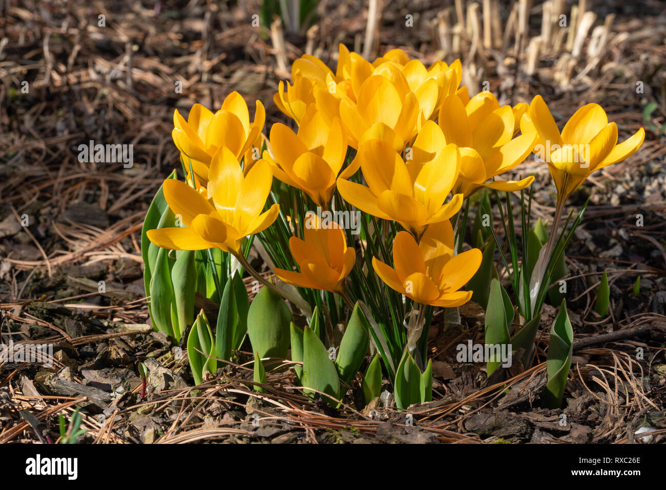 Crocus (Crocus), fiori di primavera Foto Stock