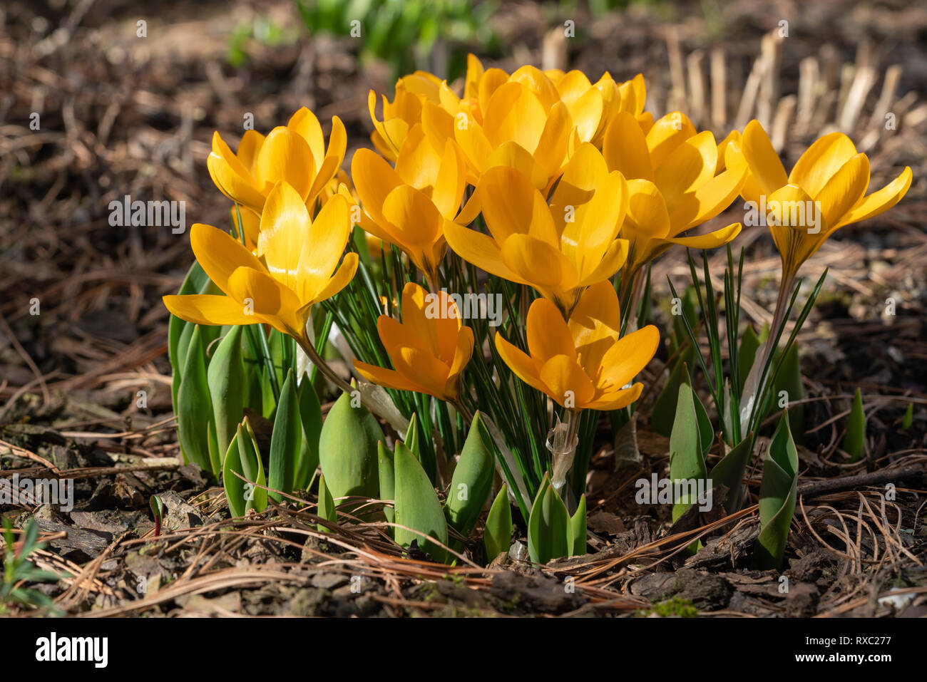 Crocus (Crocus), fiori di primavera Foto Stock