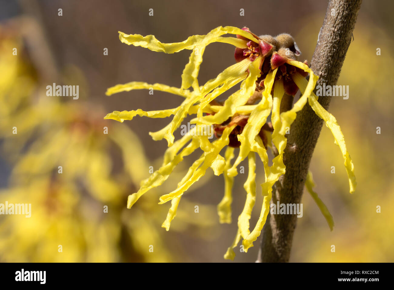 Amamelide ibrido (Hamamelis intermedia), i colori della primavera Foto Stock