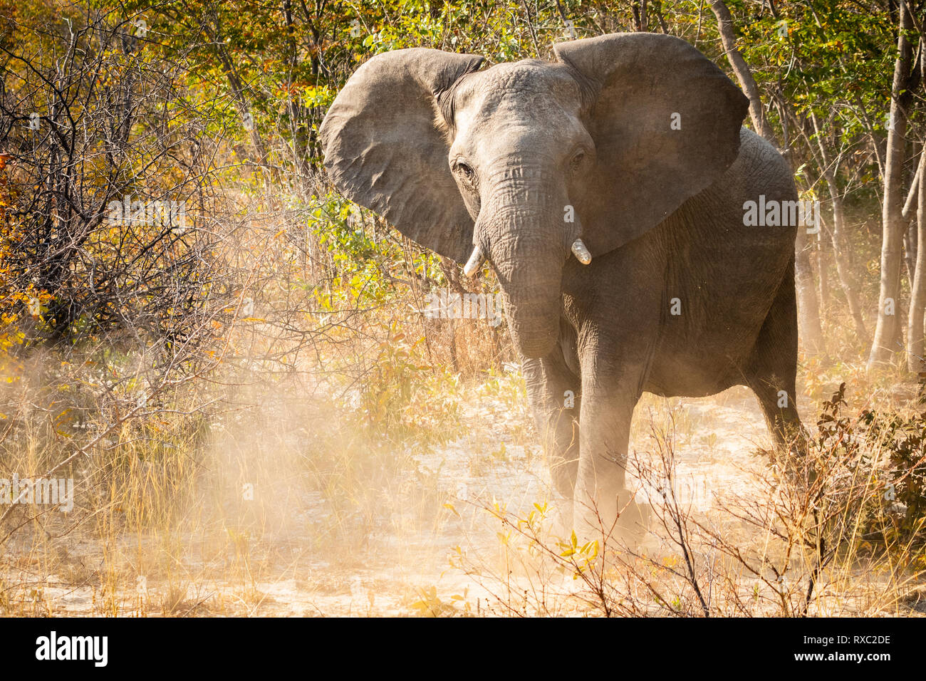 La simulazione di una carica da parte di un elefante nel Parco Nazionale di Hwange, Zimbabwe Foto Stock