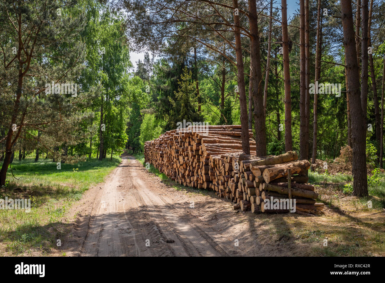 Grande quantità di legno tagliato dopo la tempesta in Polonia Foto Stock