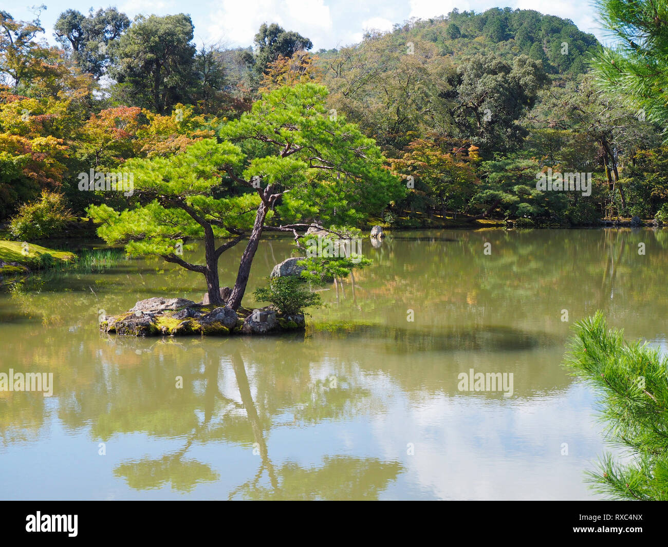 Tradizionale Giapponese del giardino zen con stagno e ciliegio Foto Stock