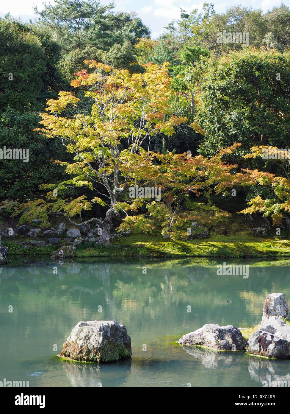 Tradizionale Giapponese del giardino zen con stagno e ciliegio Foto Stock
