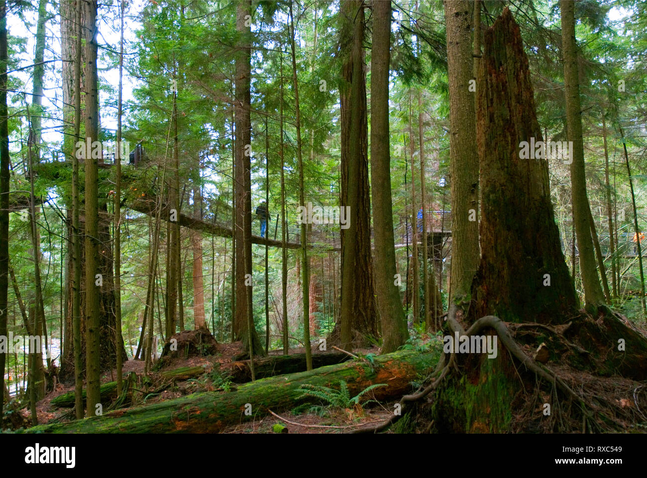 Treetops avventura nel Parco di Capilano, Vancouver, British Columbia, Canada Foto Stock