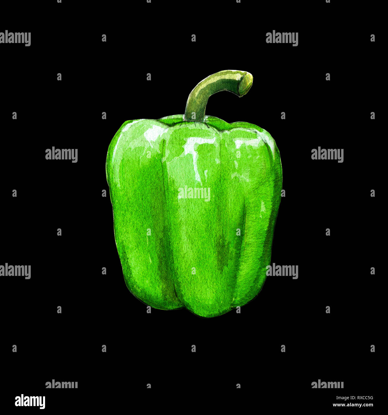 Peperone verde illustrazione ad acquerello su sfondo nero Foto Stock
