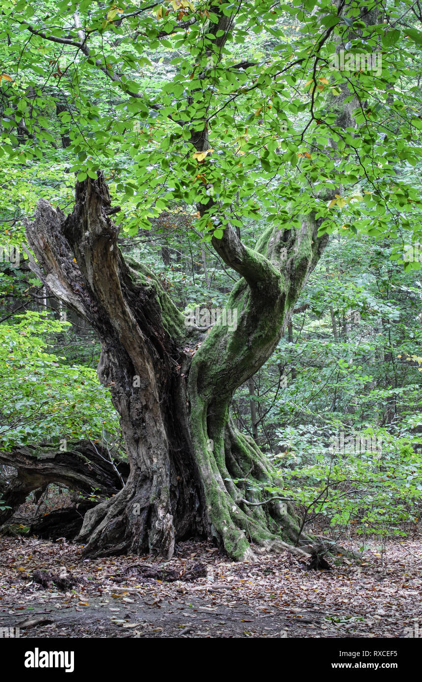 Märchenwald Alte knorrige märchenhafte Bäume Urwald Sababurg vecchi alberi da favola Sababurg nella giungla Foto Stock