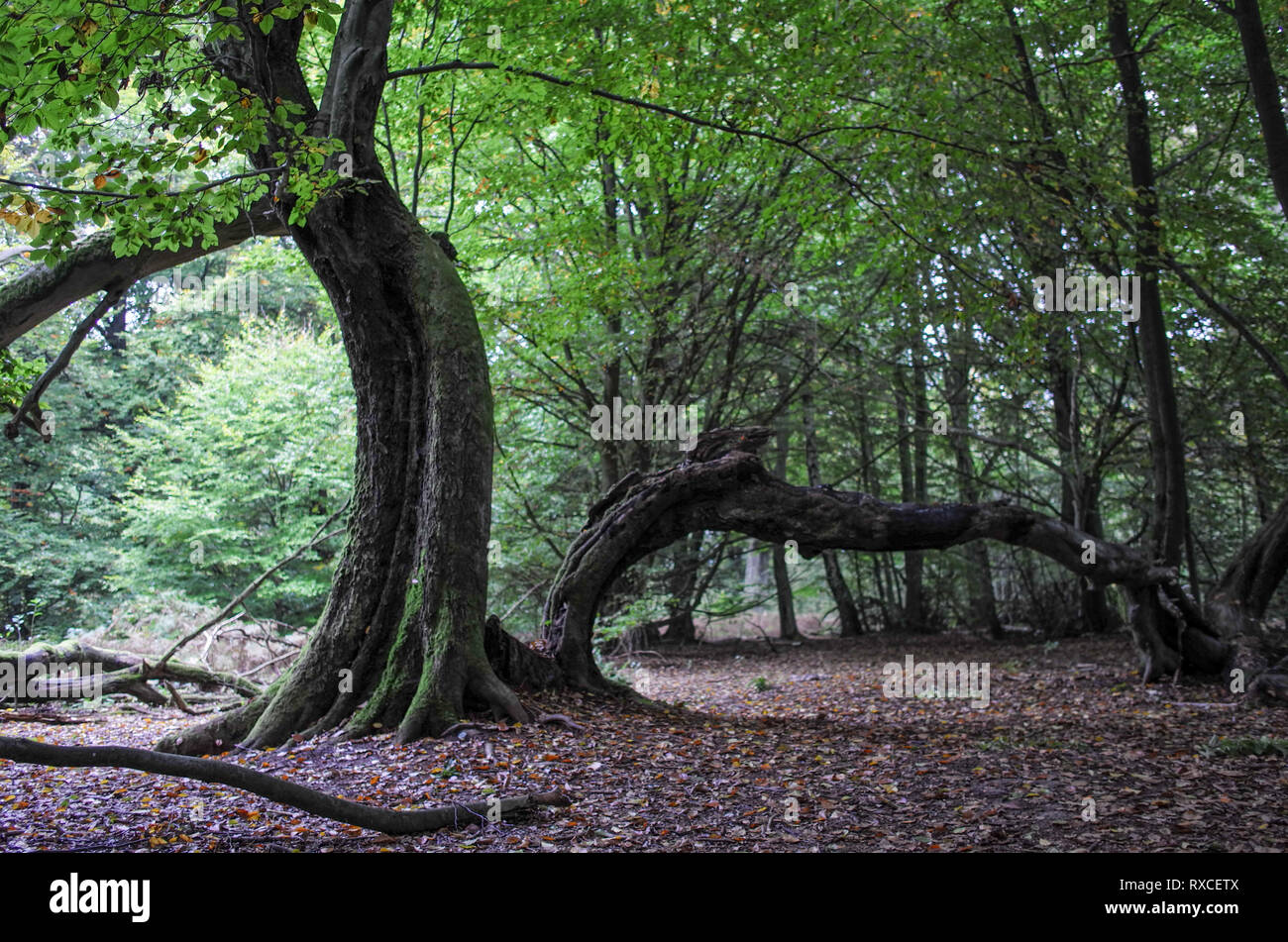 Märchenwald Alte knorrige märchenhafte Bäume Urwald Sababurg vecchi alberi da favola Sababurg nella giungla Foto Stock