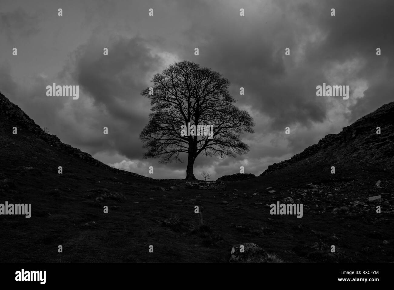 Immagine in bianco e nero di Acer pseudoplatanus chiamato gap di Platano albero in piedi accanto al Vallo di Adriano vicino a falesia Lough in Northumberland, Inghilterra Foto Stock